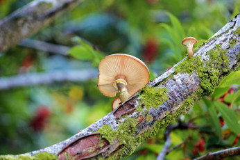 Картинка природа грибы макро дерево