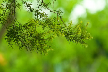 Картинка природа листья зелень ветки