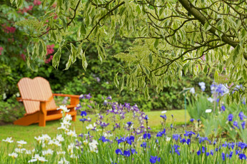 Картинка природа парк боке скамейка ирисы дерево цветы