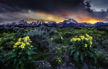 Картинка rocky mountains grand teton national park wyoming природа восходы закаты восход вайоминг луг цветы бальзамориза рассвет гранд-титон скалистые горы