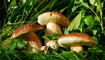 Картинка природа грибы дары природы