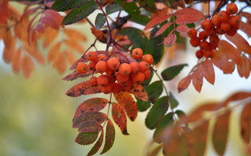 Картинка природа Ягоды рябина макро осень листья кисть