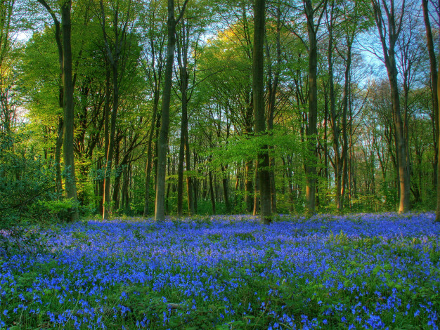Обои картинки фото northington, down, england, природа, лес, цветы, трава