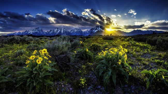 Обои картинки фото rocky, mountains, grand, teton, national, park, wyoming, природа, восходы, закаты, скалистые, горы, гранд-титон, вайоминг, луг, цветы, бальзамориза, рассвет, восход