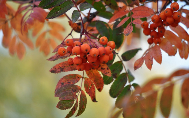 Обои картинки фото природа, Ягоды, рябина, макро, осень, листья, кисть