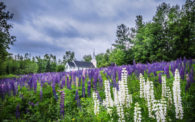 Обои картинки фото sugar, hill, franconia, new, hampshire, природа, луга, цветы, люпины, церковь, saint, matthews, church, франкония, нью-хэмпшир