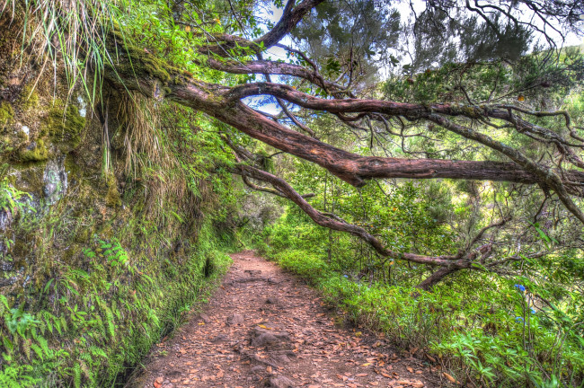 Обои картинки фото португалия, madeira, природа, дороги, лес, сосны, ветви, тропинка