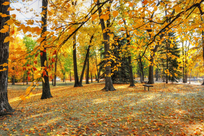 Обои картинки фото природа, деревья, парк, осень, листья