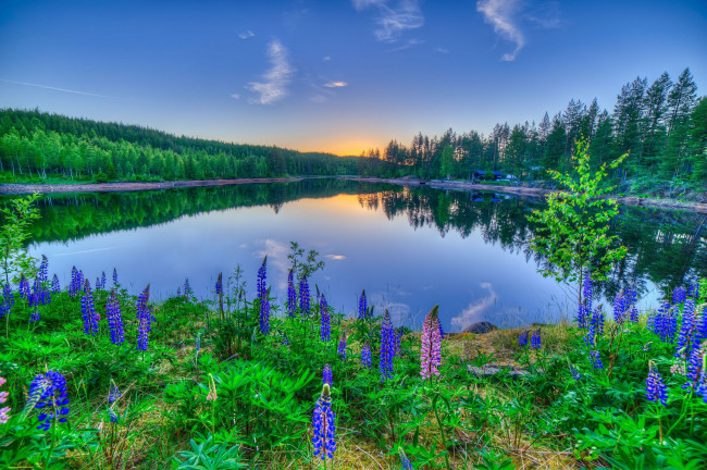 Обои картинки фото природа, реки, озера, люпины, цветы, отражение, закат, озеро