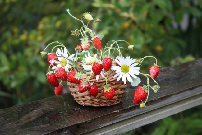 Обои картинки фото еда, клубника, земляника, корзинка, ромашки, ягоды, цветы
