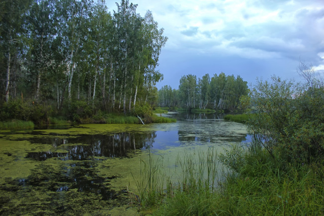 Обои картинки фото природа, реки, озера, березы, вода