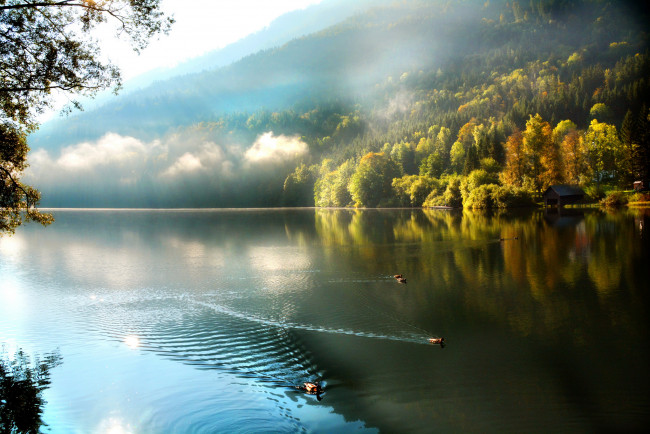 Обои картинки фото природа, реки, озера, утро, утки, озеро, туман, лес, горы
