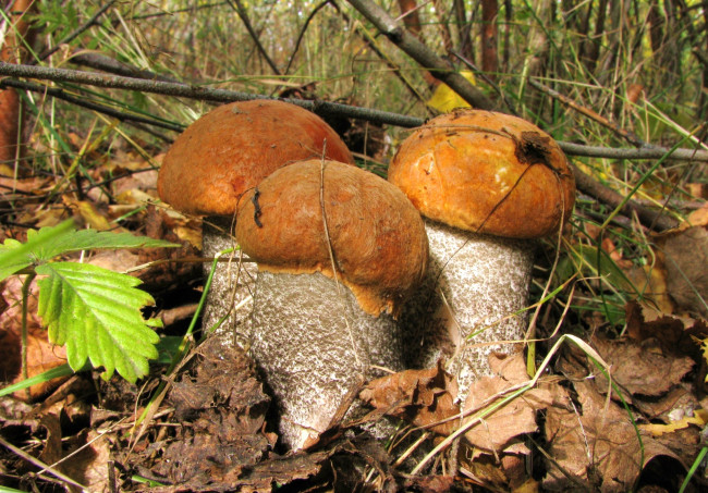 Обои картинки фото природа, грибы, трио