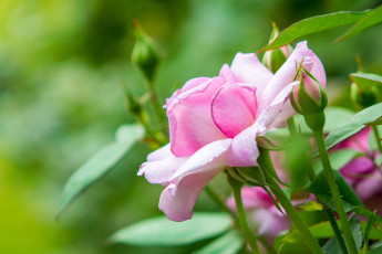 Картинка цветы розы цветение розовая лепестки бутоны роза