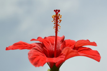 Картинка цветы гибискусы макро лепестки красный