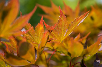 Картинка природа листья оранжевый макро осень