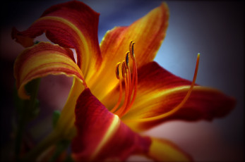 Картинка цветы лилии +лилейники желтый красный лепестки макро