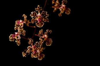 Картинка цветы орхидеи макро ветка пестрый лепестки