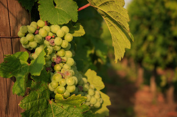 Картинка природа Ягоды +виноград гроздья листья солнце зеленый