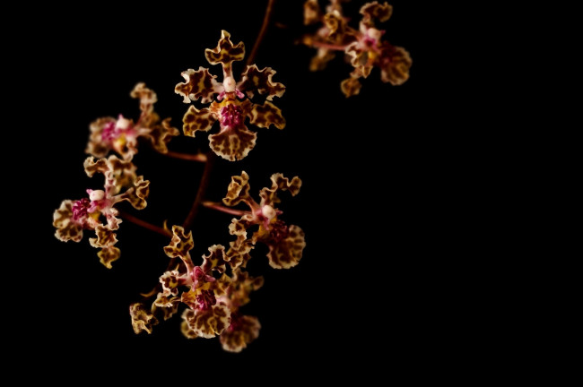 Обои картинки фото цветы, орхидеи, макро, ветка, пестрый, лепестки