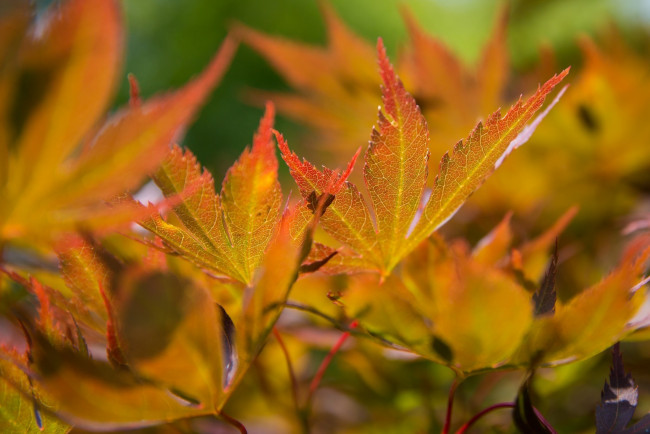 Обои картинки фото природа, листья, оранжевый, макро, осень