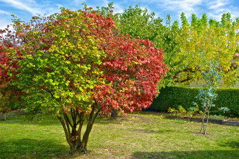 Картинка природа деревья сад осень