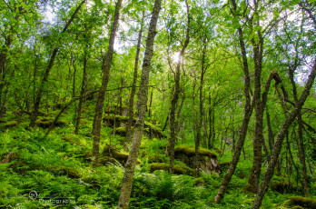 Картинка природа лес весна свежесть зелень
