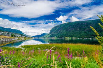 Картинка природа реки озера озеро трава пейзаж цветы