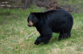Картинка животные медведи луг медведь трава