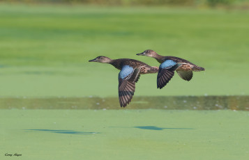 Картинка животные утки ряска озеро