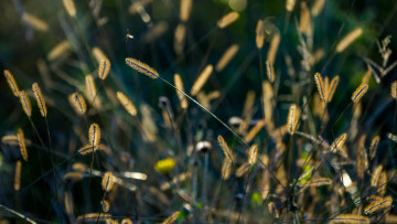 Картинка природа макро колоски трава