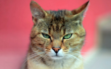 Картинка животные коты кот шерсть уши взгляд зеленые глаза животное моррда