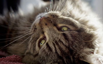 Картинка животные коты шерсть уши кот взгляд зеленые глаза моррда животное