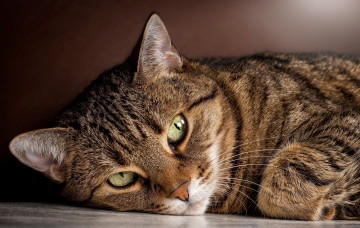Картинка животные коты лежит взгляд смотрит кошка полосатый кот зеленые глаза