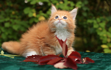 Картинка животные коты мейн-кун рыжий котенок