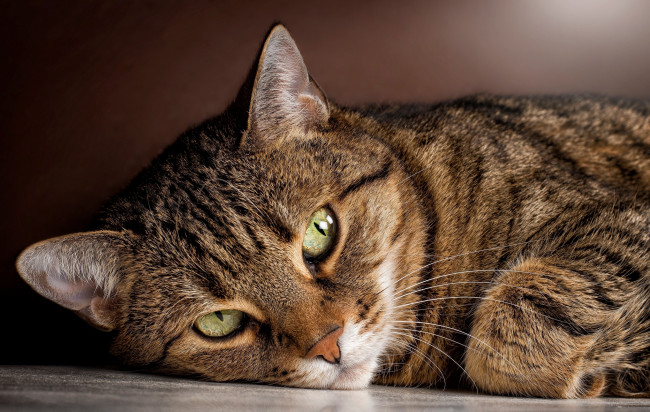 Обои картинки фото животные, коты, лежит, взгляд, смотрит, кошка, полосатый, кот, зеленые, глаза