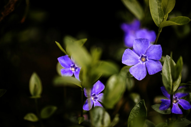 Обои картинки фото цветы, барвинок, макро, фиолетовый