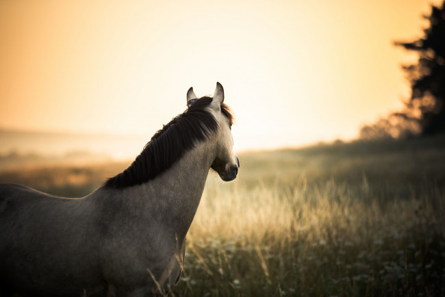 Обои картинки фото животные, лошади, солнце, поле, лошадь, живая, природа, дерево