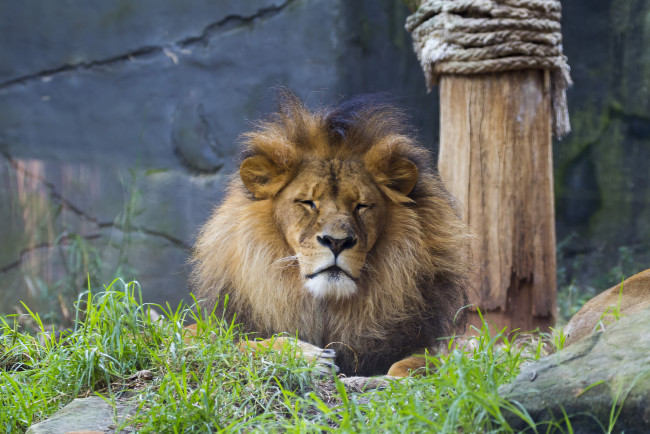 Обои картинки фото животные, львы, царь