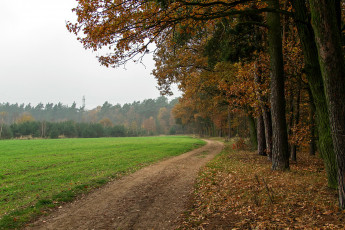 Картинка природа дороги осень листопад лес дорога поле