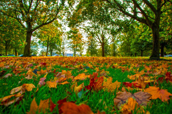 Картинка природа листья осень трава листопад