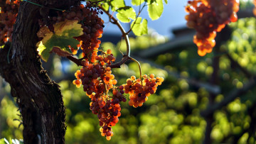 Картинка природа Ягоды +виноград грозди виноград ягоды