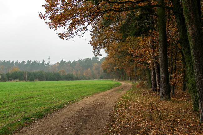 Обои картинки фото природа, дороги, осень, листопад, лес, дорога, поле
