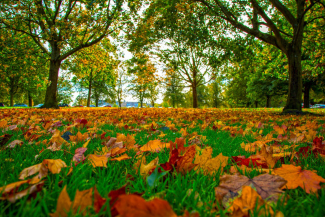 Обои картинки фото природа, листья, осень, трава, листопад