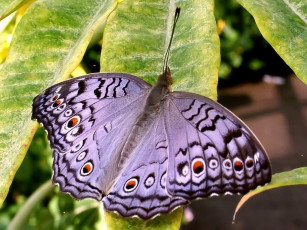 Картинка ready to soar what beautiful butterfly животные бабочки