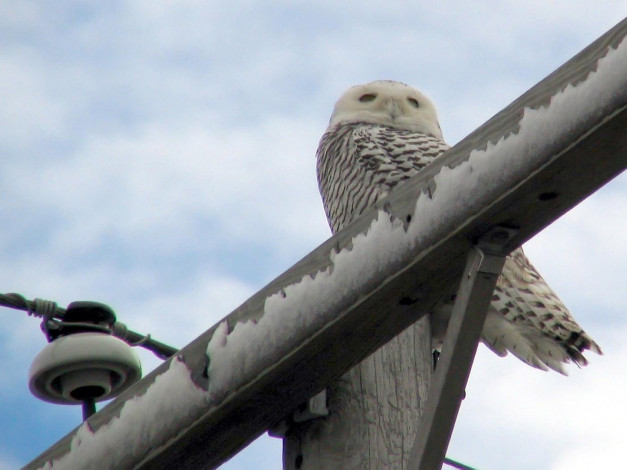 Обои картинки фото snowy, owl, on, telephone, pole, in, huron, county, michigan, животные, совы