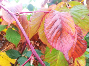 Картинка осень 2012 природа листья розовый лист красиво