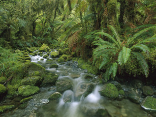 Картинка природа реки озера зелень лес камни