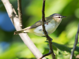 Картинка животные птицы ветка red-eyed vireo