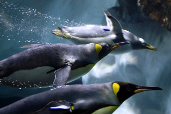 обоя животные, пингвины, скорость, плавание
